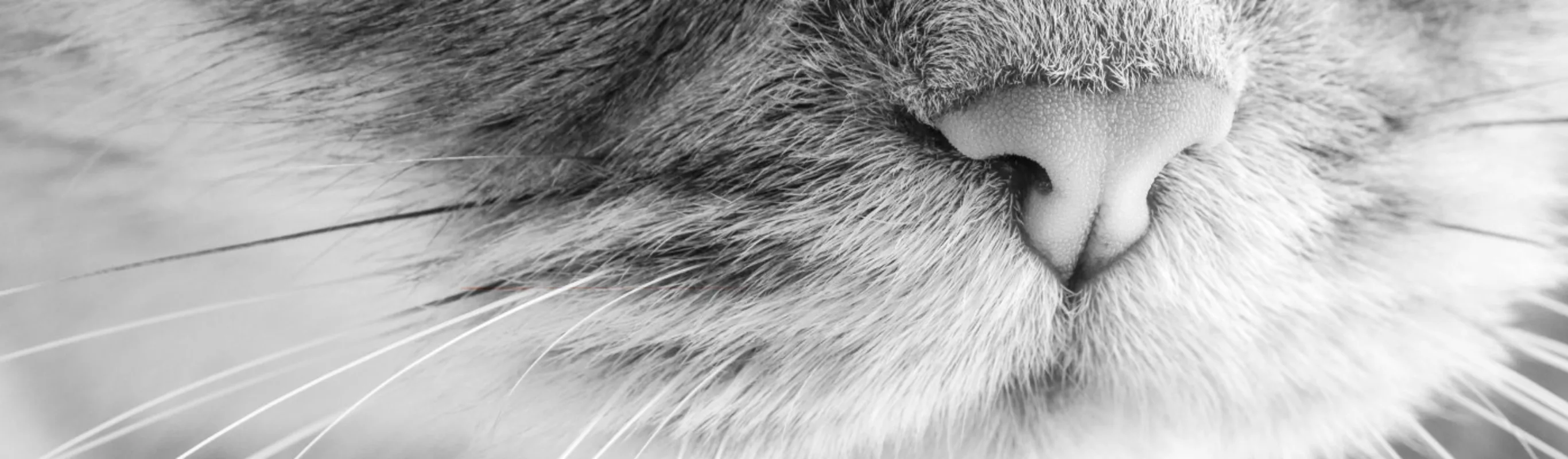 A close up view of a cat's nose and whiskers